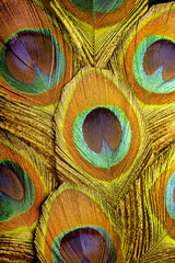 Macro photo of beautiful and luminous peacock feathers.