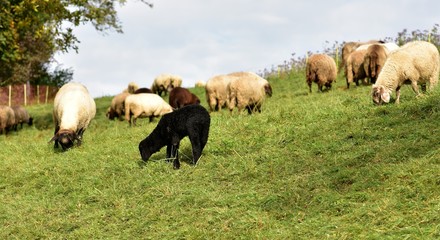 Fototapeta premium sheep