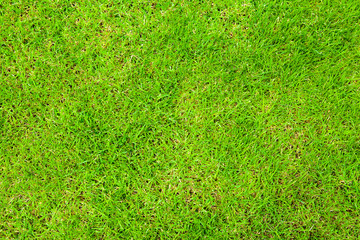 grass background
