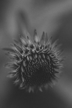 Echinacea in monochrome