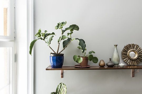 Plants and vases on a shelf in an interior setting