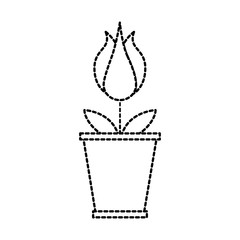 potted flower petal garden floral decoration