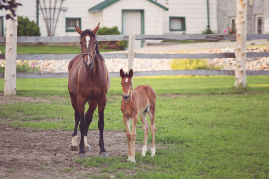 Brown horse with white diamond on head and her young foal standing beside each other