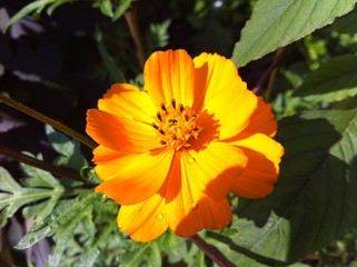 Orange Flower