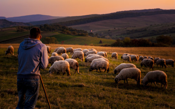 a flock of sheep at sunset on the hills of Romania
