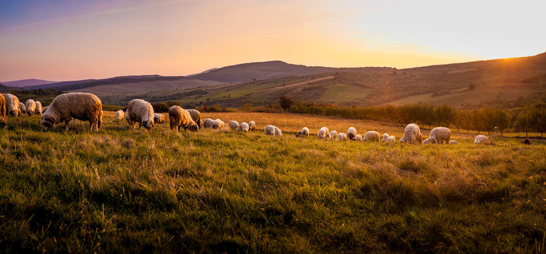a flock of sheep at sunset on the hills of Romania
