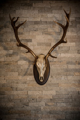 deer trophy