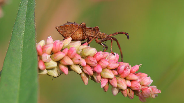 Chinche Coreus Marginatus