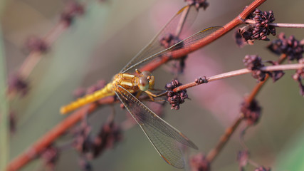 Libélula en las Marismas de Alday
