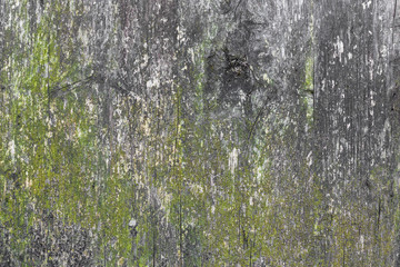 Fungus wood background