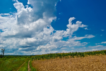  The road along the border of the cornfield
