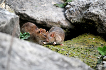 rat