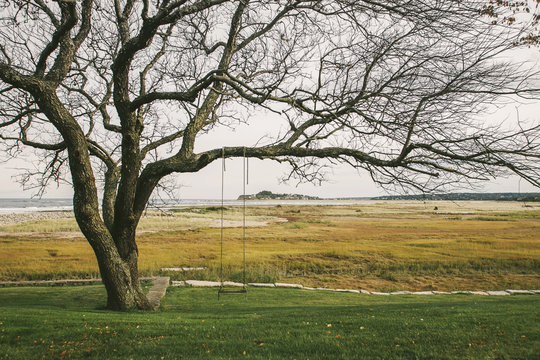 Tree Swing Landscape