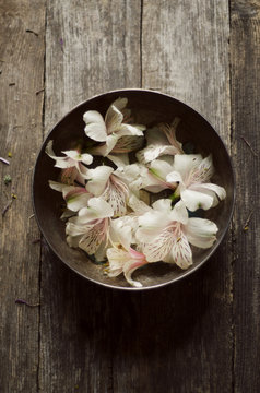 peruvian lilies