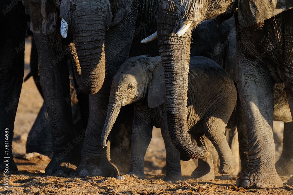 Wall mural Afrikanischer Elefant, Elefanten Kalb, Etosha Nationalpark, Namibia, (Loxodonta africana)