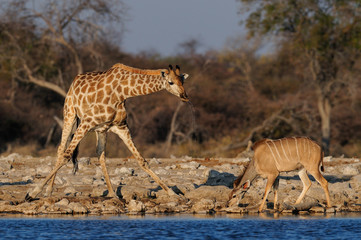 Fototapeta na wymiar Giraffe beim trinken am Wasserloch, Etosha Nationalpark, Namibia, (Giraffa camelopardalis)
