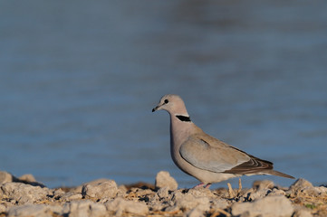 Kapturteltaube an einer Wasserstelle, Etosha Nationalpark, Namibia