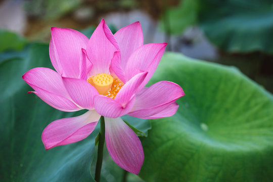 lotus in summer