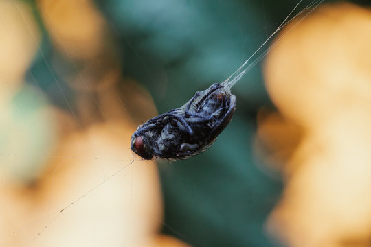 Fly trapped on a spiderweb