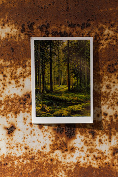 A picture of the forest on the background of rust