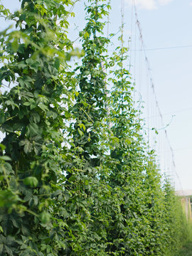 Rows of hop plants