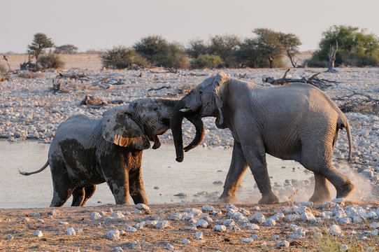 Afrikanischer Elefant, Elefanten Kampf, Etosha Nationalpark, Namibia, (Loxodonta africana)