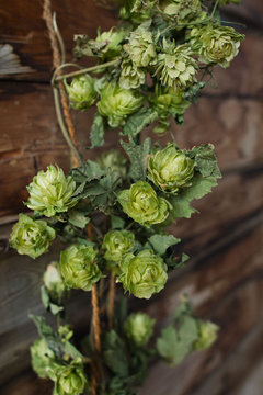 Vine of hops against rustic wood