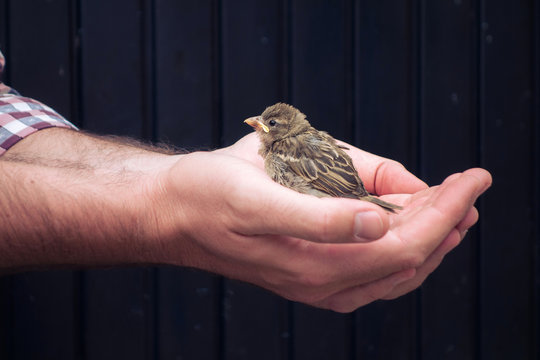 Homeless bird in the care of hands