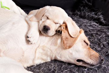 labrador puppy and his mother sleeping together