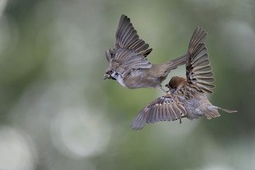 Feldsperling oder Feldspatz (Passer montanus) im Flug