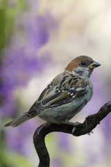 Fototapeta premium Feldsperling oder Feldspatz (Passer montanus)
