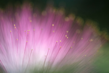 Abstract blurred purple flower natural background