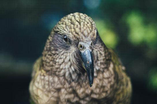 Close up of Kea Parrot