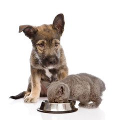 Mixed breed dog and kitten eating together. isolated on white background