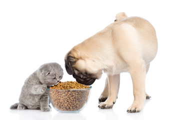 Tiny scottish kitten and pug puppy eating together. isolated on white background