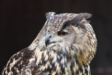 eule