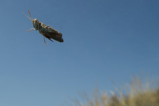 Grasshopper