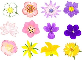 Set of various flowers on white background