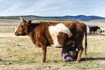 Milking cows Mongolian
