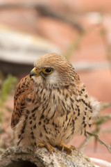 Lesser kestrel