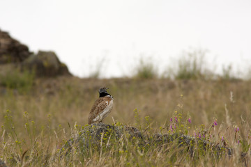 Little bustard