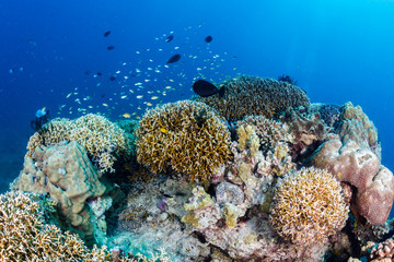 Naklejka na ściany i meble A healthy tropical coral reef