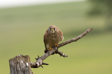 Lesser kestrel