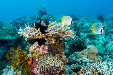 Butterflyfish on a tropical coral reef