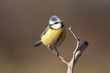 blue tit2