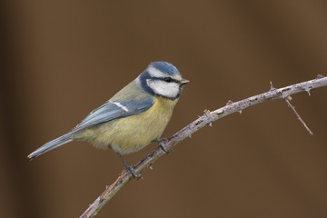 Blue tit