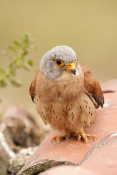 Lesser krestel