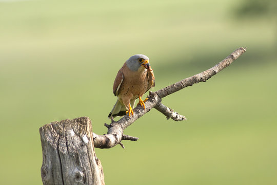 Lesser krestel