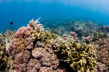 Colorful corals on a healthy tropical reef