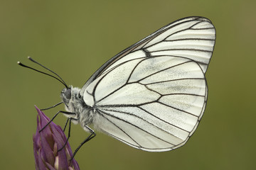 Aporia crataegi2